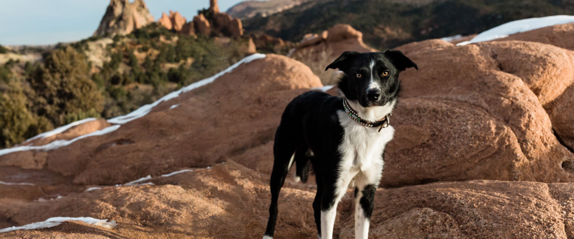 Dog Parks and Recreation Areas in Colorado Springs: A Guide for Dog Owners