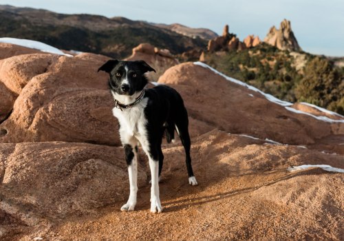 Dog Parks and Recreation Areas in Colorado Springs: A Guide for Dog Owners